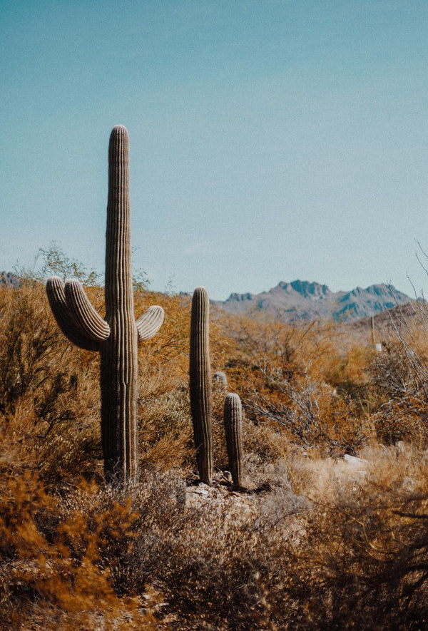 Cactus: Tea for the Apocalypse